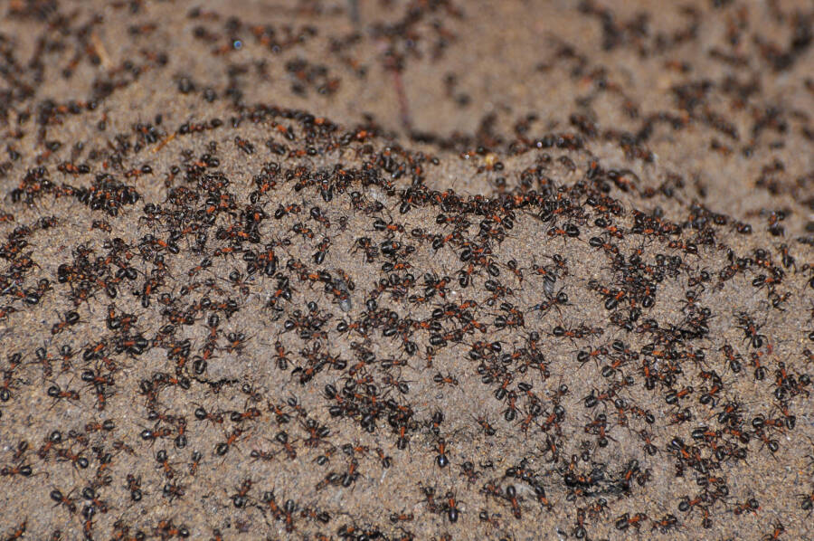Earth Mound Of Cannibal Ant Colony