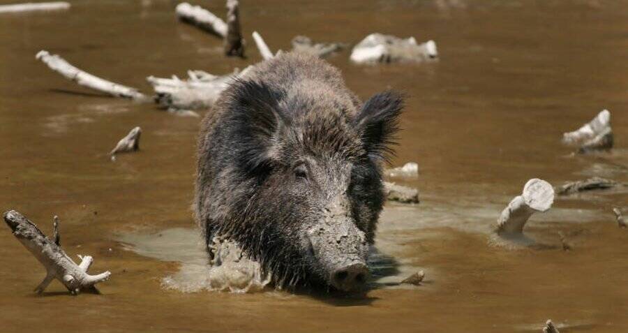 Feral Hogs Destroy Cocaine Worth $22,000 Hidden In Italian Forest