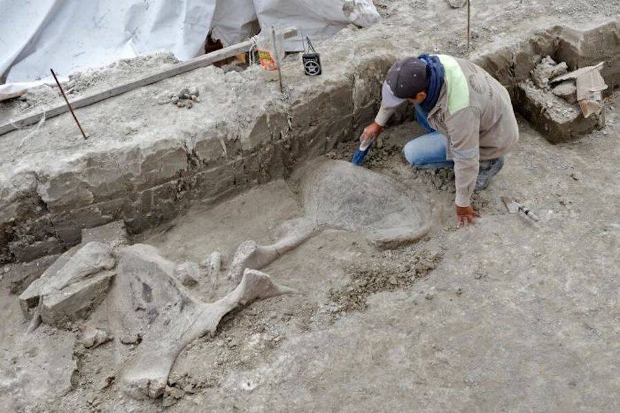 Mammoth Bones Being Excavated