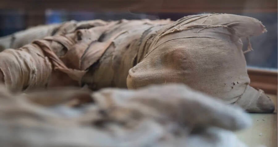 Rare Discovery Of Mummified Lion Cubs, Cobras, And Crocodiles Unveiled In Egypt