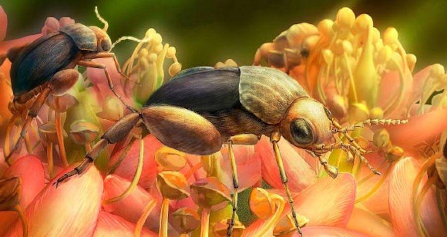 Amber Beetle Fossil Natürlichen Wahre Insektenproben Manuelles Polieren