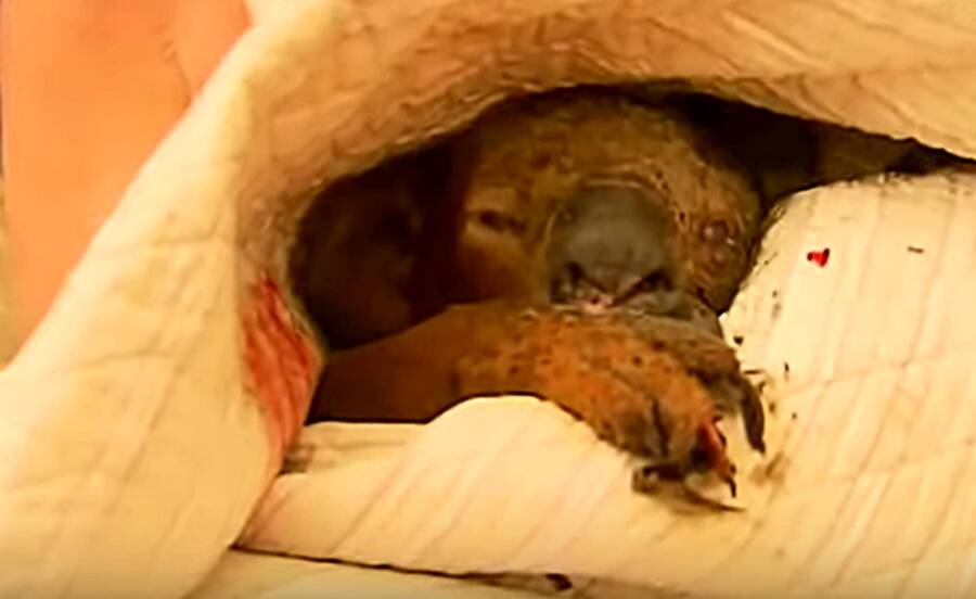 Rescued Koala In Blanket