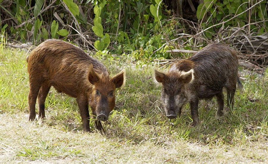 Wild Boars Standing Still