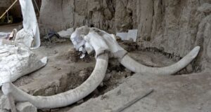 Woolly Mammoth Skeleton