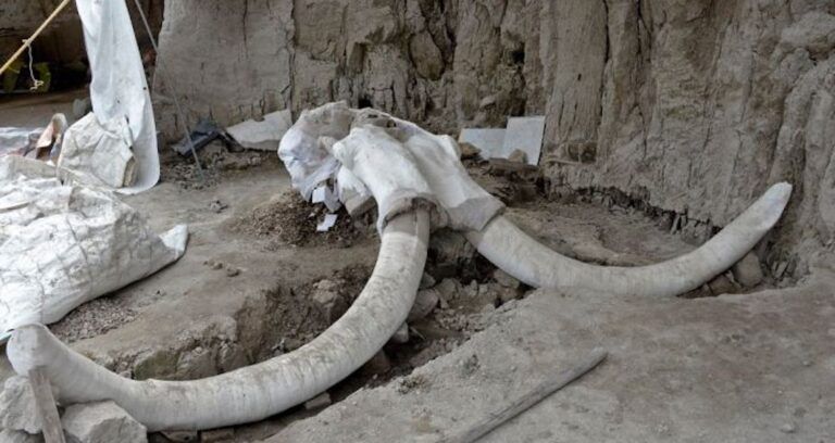 Woolly Mammoth Skeleton
