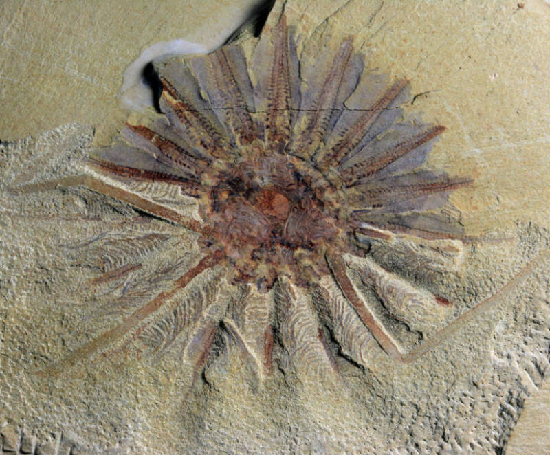 518 Million Year Old Daihua Fossil