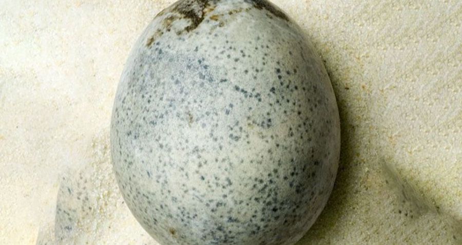 Archaeologists Find 1,700-Year-Old Ancient Roman Eggs — And Accidentally Crack A Few Open
