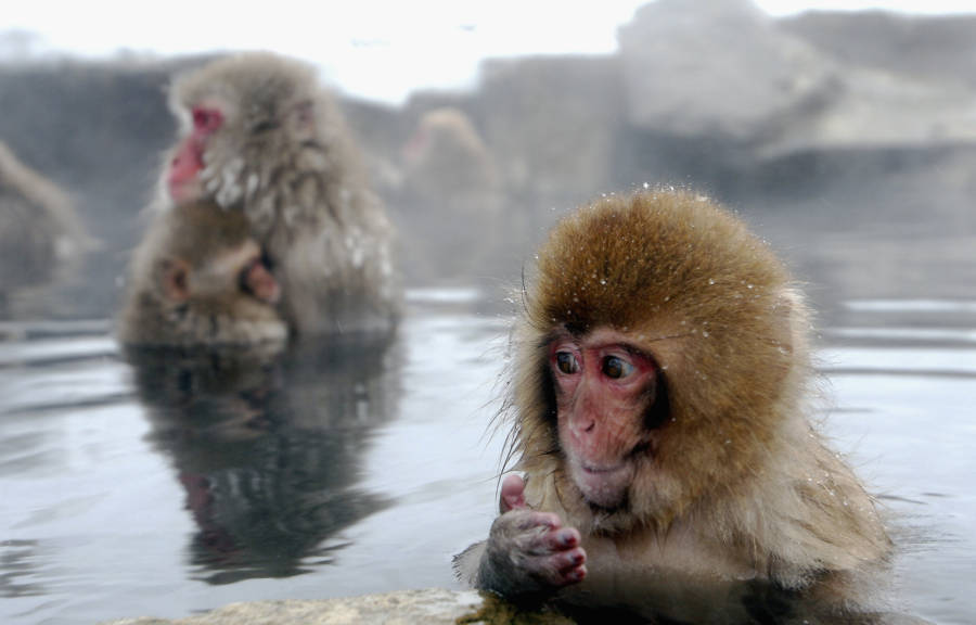 25 Pictures Of Japanese Snow Monkeys Enjoying A Hot Spring