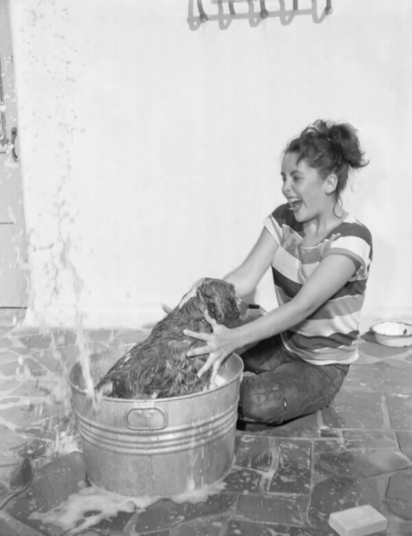 Elizabeth Taylor Washing Her Pet Dog