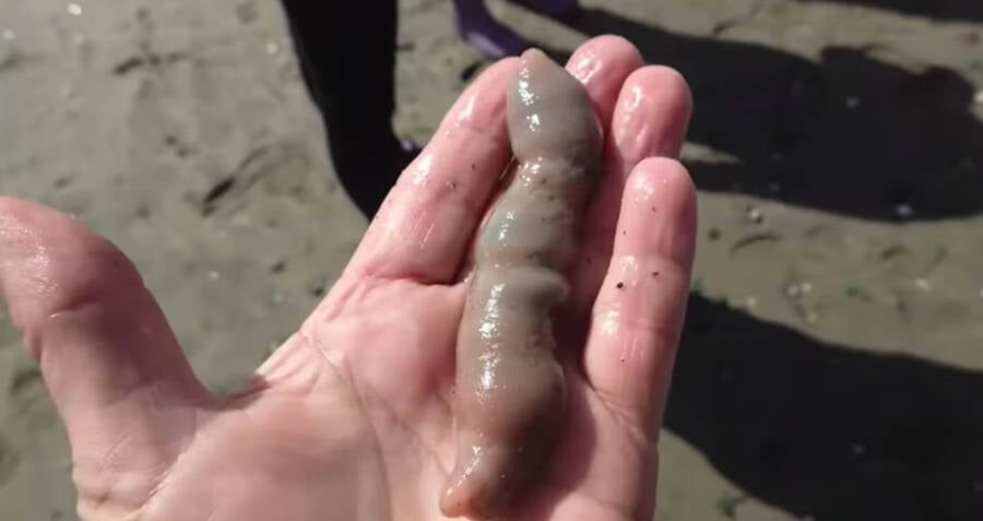 Thousands Of 'Penis Fish' Wash Ashore California Beach For Miles