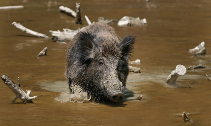 Feral Hog Wading In The Water