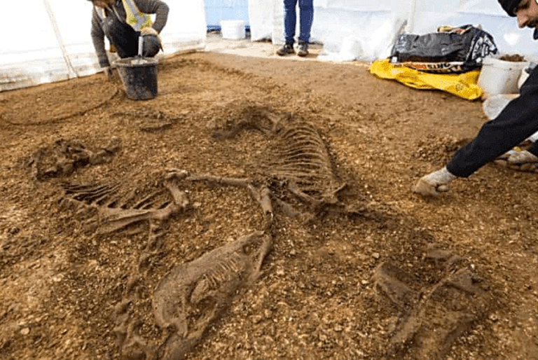 Ancient Celtic Warrior Grave With Horse Chariot And Rider Found In Uk