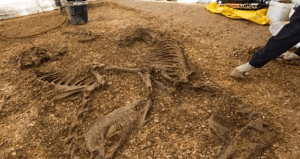 Horses In Chariot Grave
