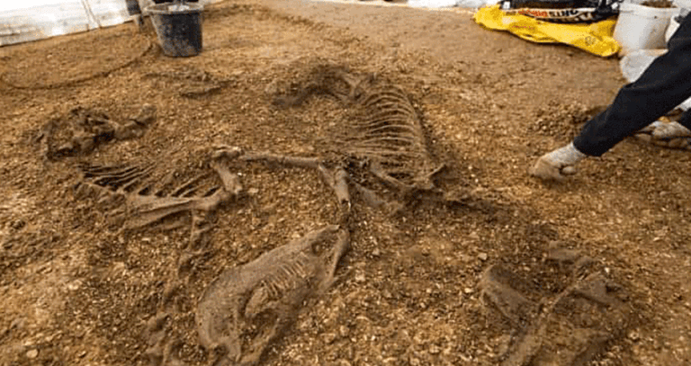 Horses In Chariot Grave