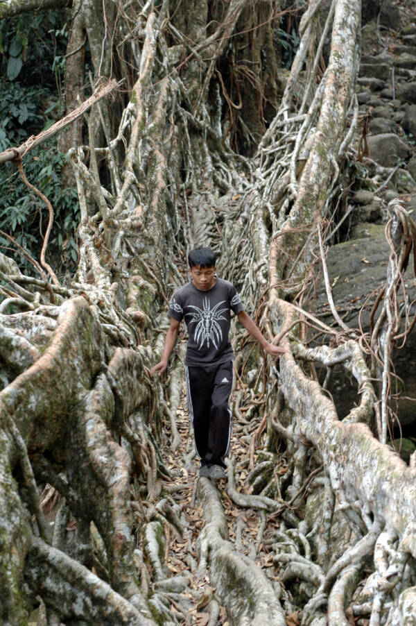 Man Walking On A Tree Root Bridge