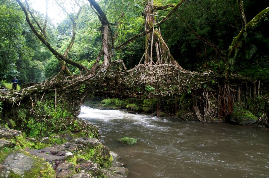 Root Bridge in India