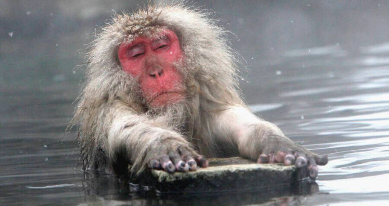 Japanese Macaques Bathing Og