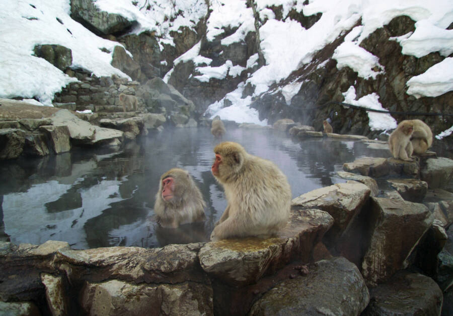 25 Pictures Of Japanese Snow Monkeys Enjoying A Hot Spring 25 Pictures Of Japanese Snow Monkeys Enjoying A Hot Spring