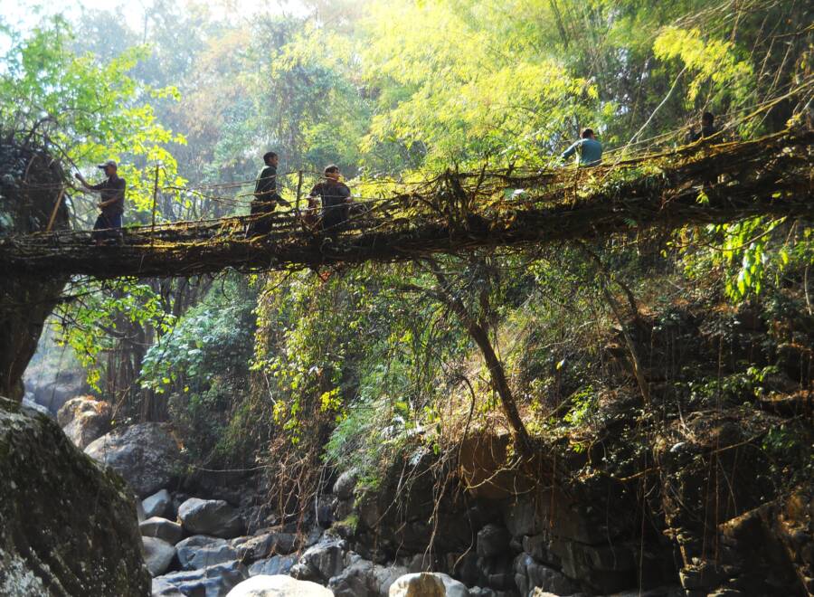 India's Living Root Bridges Could Be The Future of Green Design