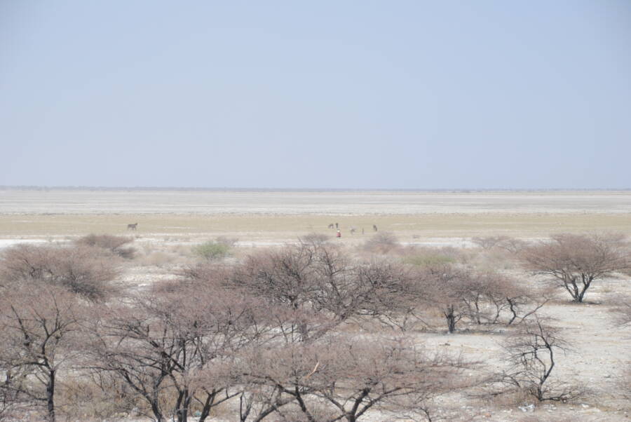Makgadikgadi Basin In Botswana