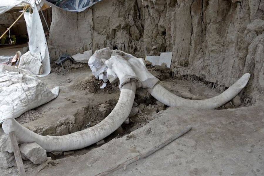 Mexican Mammoth Skeleton