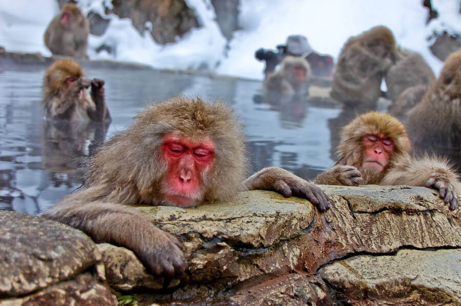 25 Pictures Of Japanese Snow Monkeys Enjoying A Hot Spring