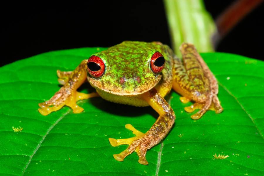 Mossy Red Eyed Frog