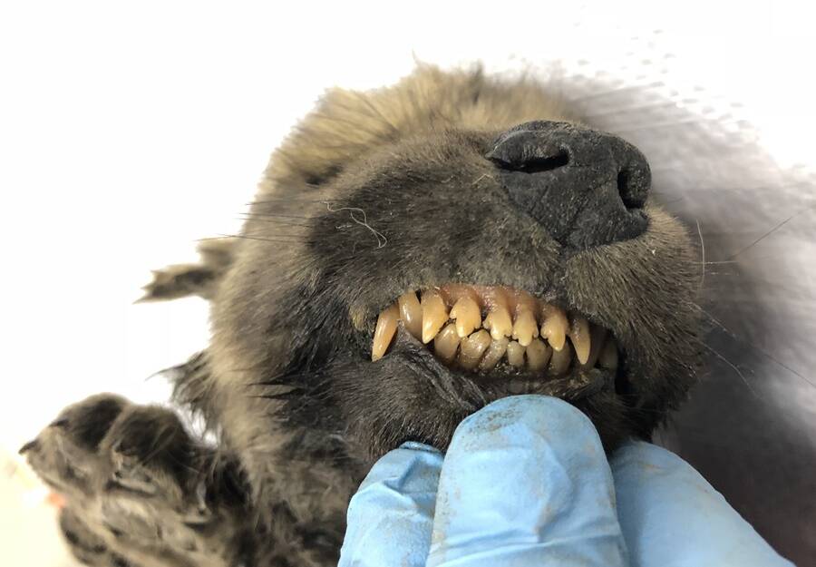 Preserved Wolf Dog Teeth