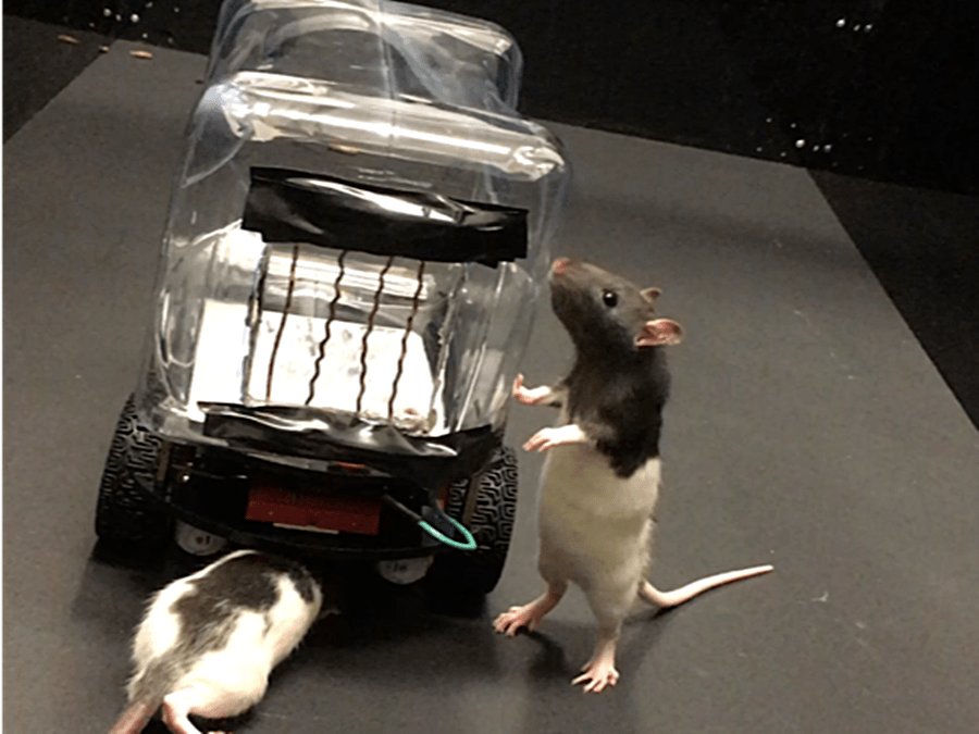 Rats Sniffing Tiny Car