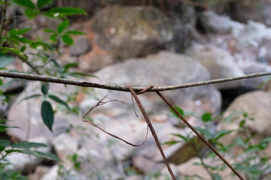 Roots Taking Hold