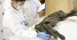 Siberian Foal Mummy