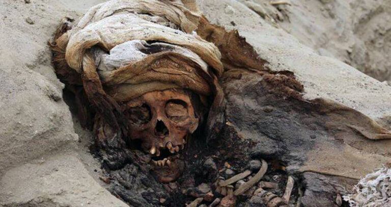 Skull Of A Peruvian Child Sacrifice Victim Og