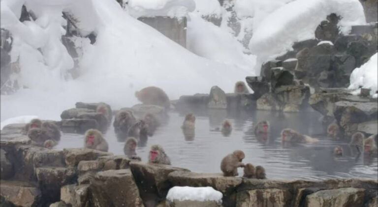 25 Pictures Of Japanese Snow Monkeys Enjoying A Hot Spring 25 Pictures Of Japanese Snow Monkeys Enjoying A Hot Spring