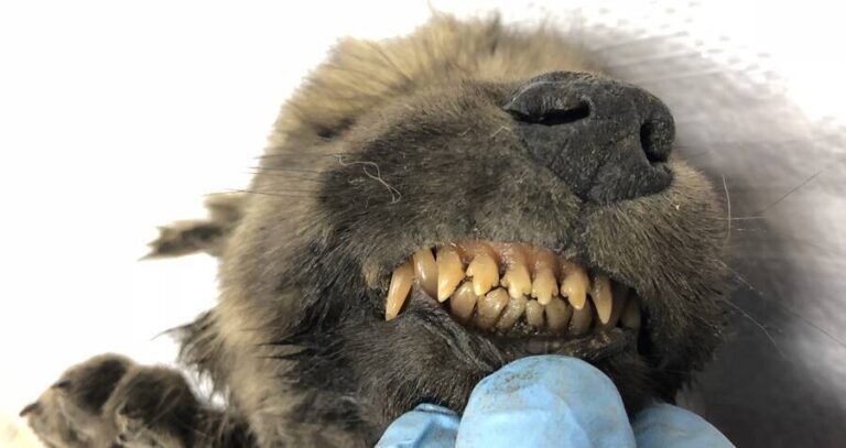 Teeth Of Wolf Dog