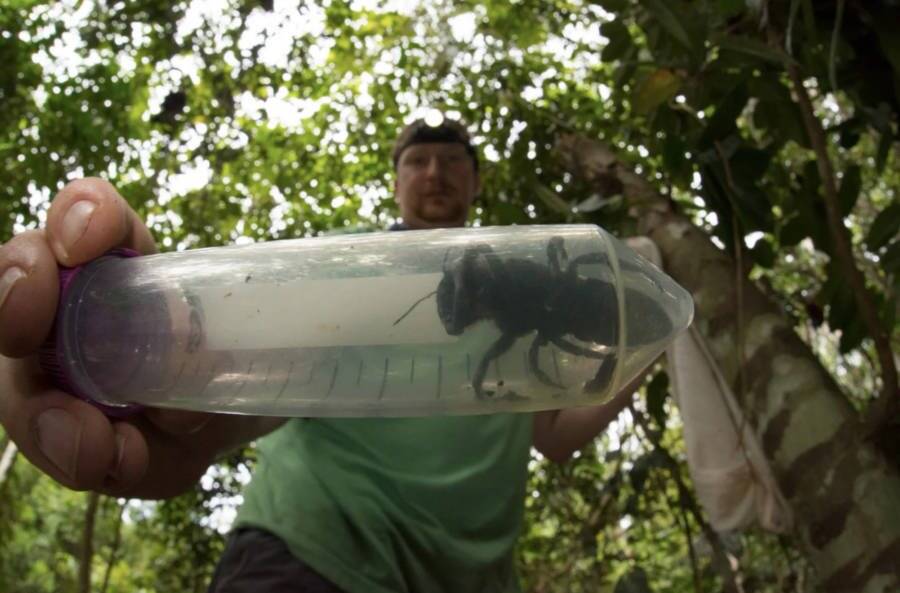 Wallaces Giant Bee Inside Tube