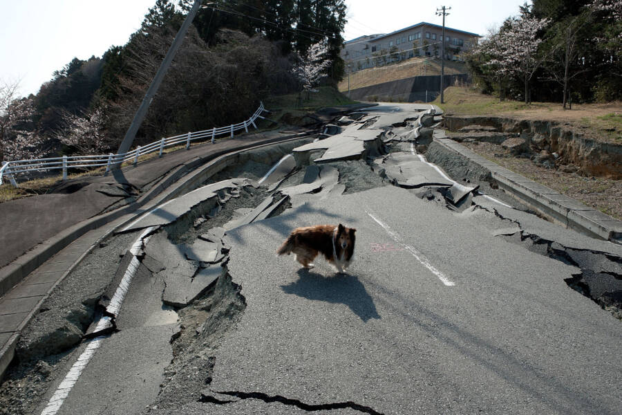 Abandoned Dog Fukushima Exclusion Zone