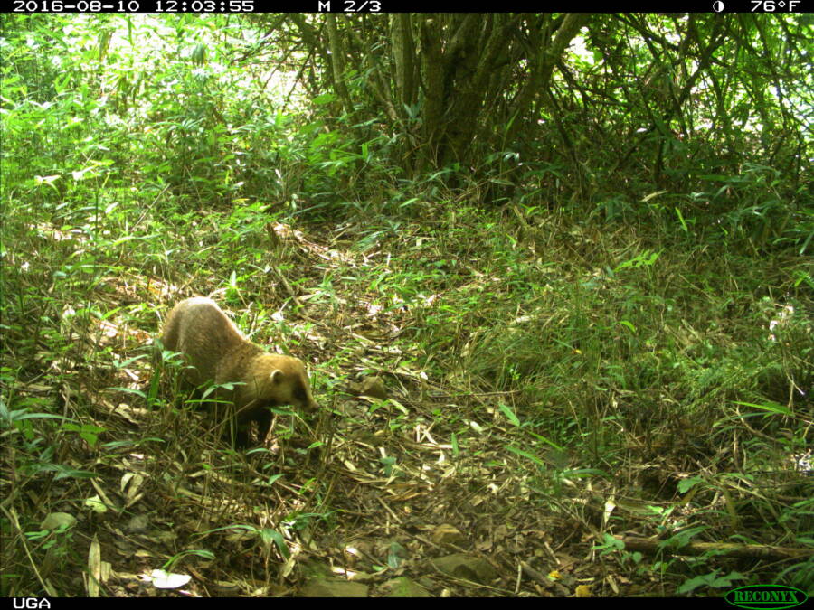 Badger Fukushima Exclusion Zone