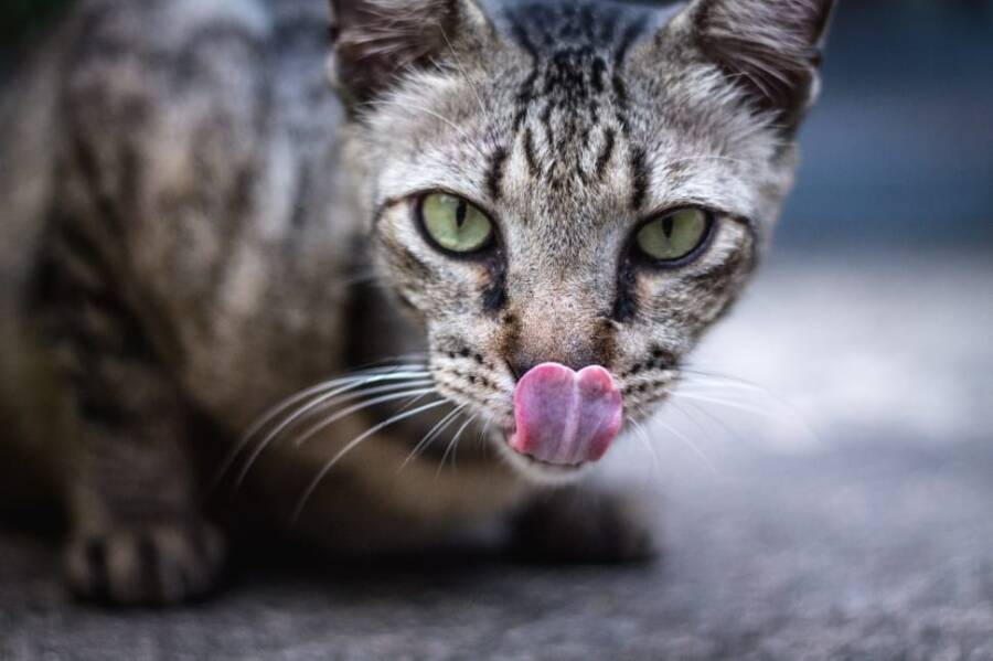 Cat Licking Its Lips