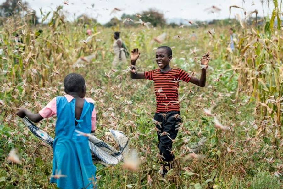 Children Run Among Locusts