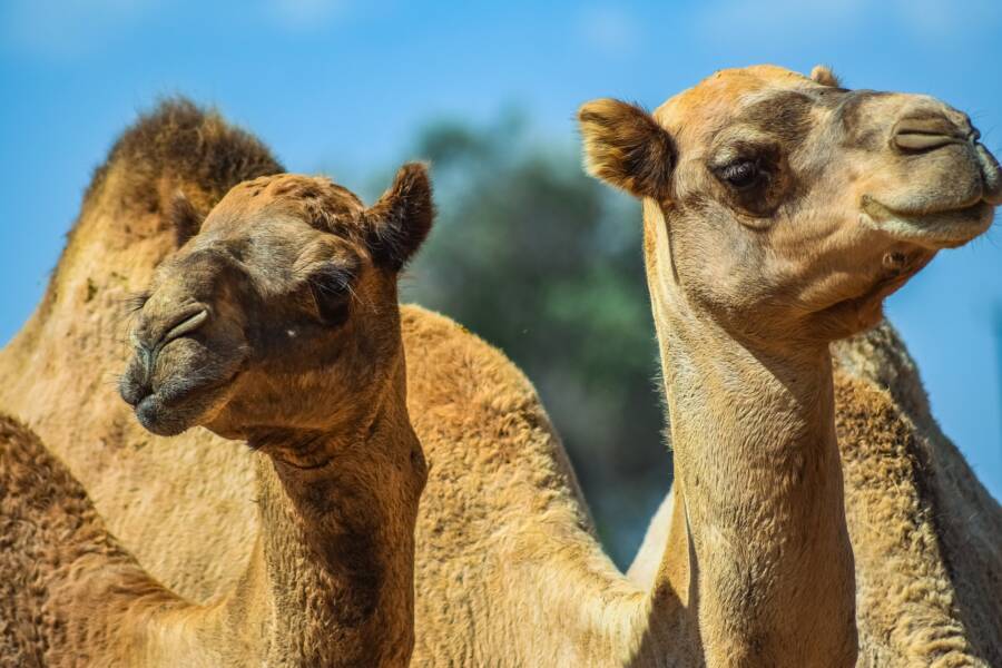 Camels In Australia