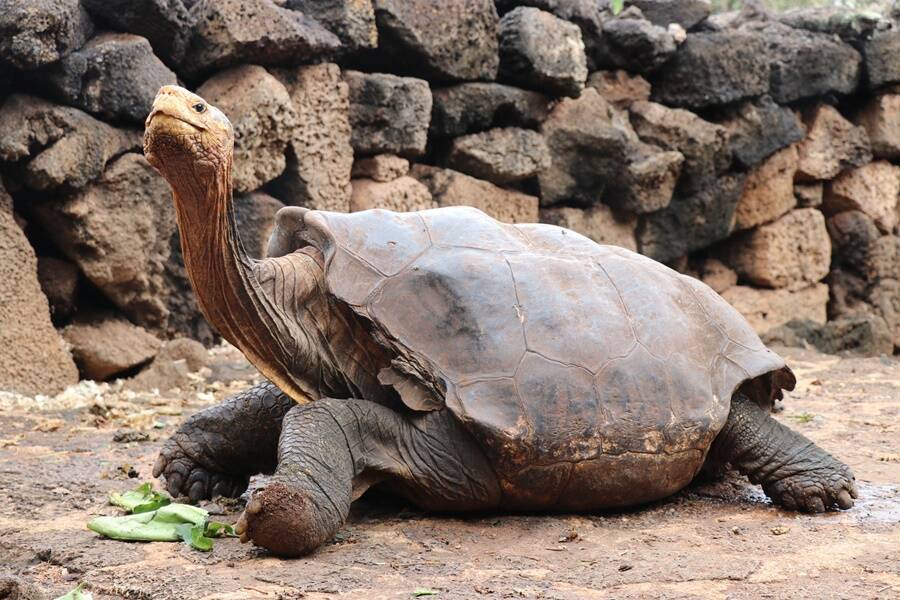 Diego The Galapagos Tortoise