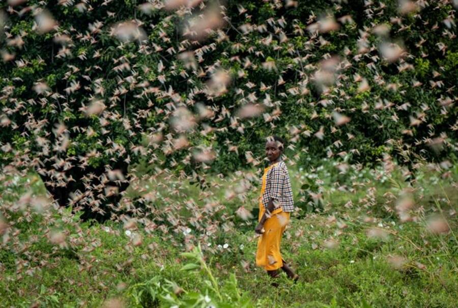 Farmer In Kenya Locust Invasion