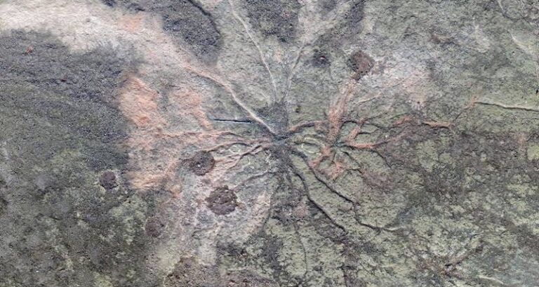 Fossil Forest In Cairo