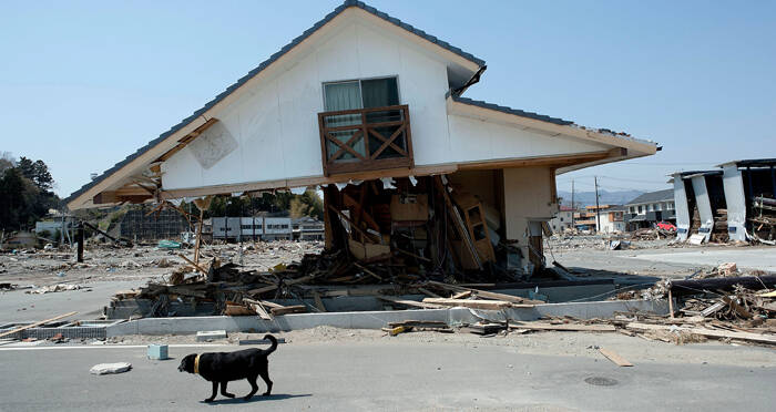 Without Humans Animals In Fukushima S Radioactive Zone Are Thriving