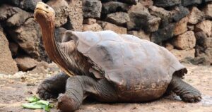 Galapagos Tortoise