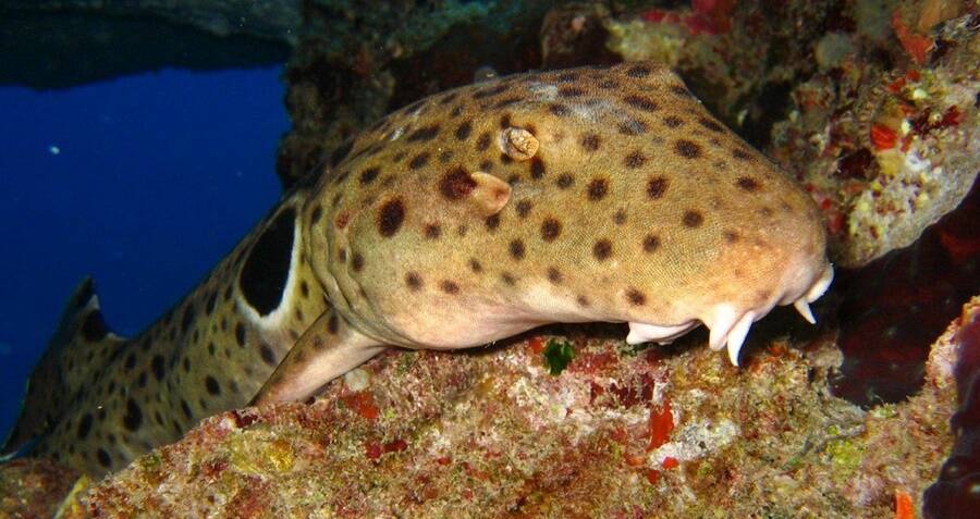 Scientists Confirm Four New Species Of 'Walking Sharks' In Indonesia