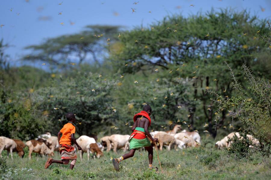 Kids Running Among Locust Invasion