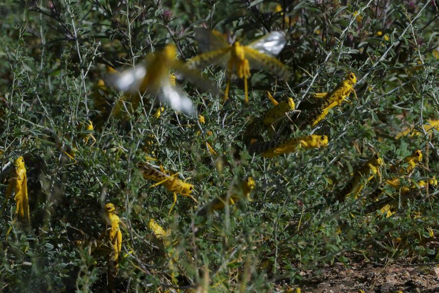 Kenya Swarmed By Worst Locust Invasion In Nearly 100 Years — And It