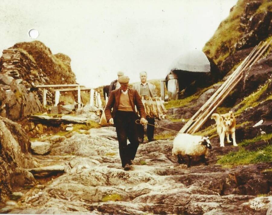 Man Leads Sheep Down Glasket Island Hill