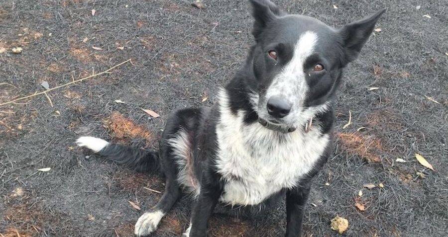 'Patsy The Wonder Dog' Saves 900 Sheep From Australian Bushfires